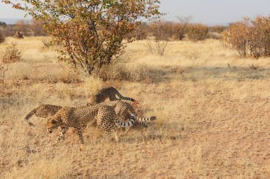 Vahşi bozkırda Cheetha, Afrika Hayvanı