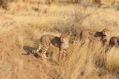 Vahşi bozkırda Cheetha, Afrika Hayvanı