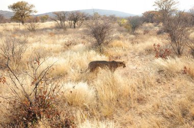 Vahşi bozkırda Cheetha, Afrika Hayvanı
