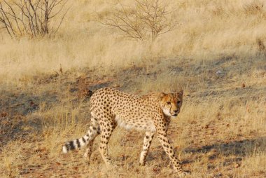 Vahşi bozkırda Cheetha, Afrika Hayvanı