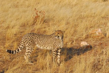 Vahşi bozkırda Cheetha, Afrika Hayvanı