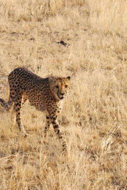 Vahşi bozkırda Cheetha, Afrika Hayvanı