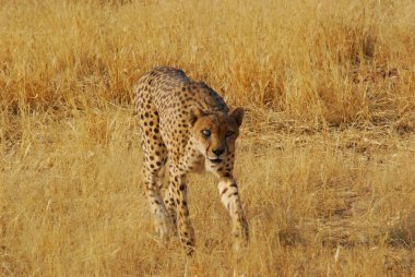 Vahşi bozkırda Cheetha, Afrika Hayvanı