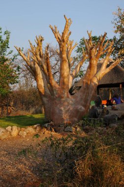 Vahşi bozkırda Cheetha, Afrika Hayvanı