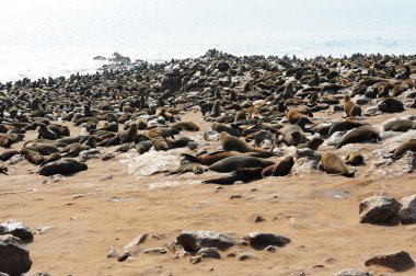 Sahildeki deniz aslanları.