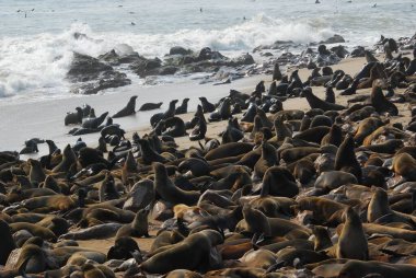 Aslanlarda deniz aslanları