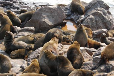 Denizde foklar, Kaliforniya kıyılarında