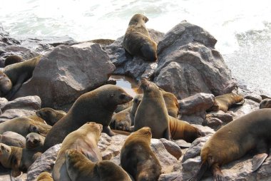 Sahilde deniz aslanları