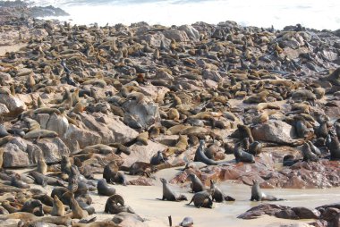 Fok kolonisi, Cape Town, Namibya