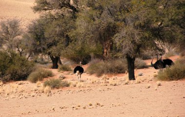Afrika çölündeki vahşi Afrika hayvanları, Namibya