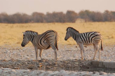 Etoşa Ulusal Parkı 'nda zebra