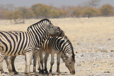 Afrika Namibya 'da zebra