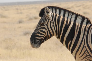 Kenya bozkırında zebra