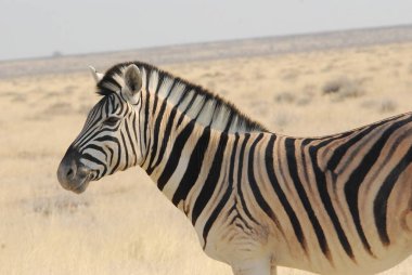 Zebra vahşi doğada, Kenya, Afrika
