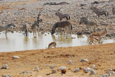 Afrikalı vahşi hayvanlar doğada