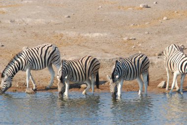 Zebra ve zebra Namibya 'da su içiyorlar