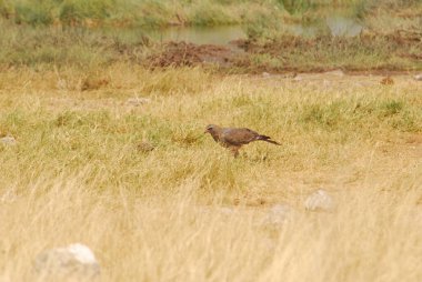 Ormandaki bir kuşun yakın çekimi.