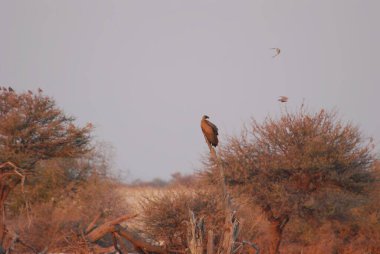 Kenya bozkırında bir kuş.
