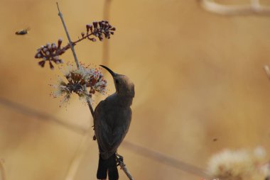 Bahçedeki güzel siyah bir kuşun yakın çekimi.