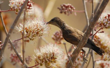 Doğadaki kuş, vahşi yaşam ve hayvan