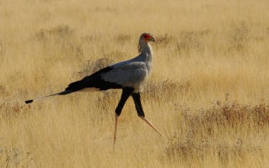 Doğada güzel bir kuş