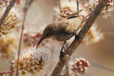 Ağacın dalında bir kuş