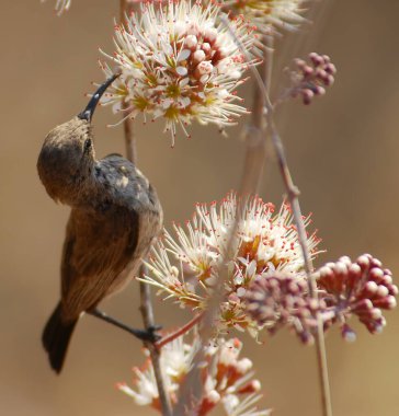 Güzel bir kuşun seçici odak noktası.