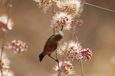 Bir ağacın dalında bir kuş oturuyor.