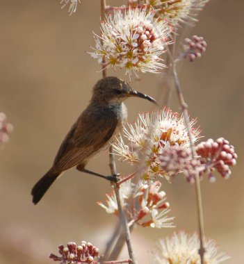 Ormandaki bir daldaki kuşun yakın çekim görüntüsü.