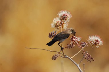 Bir ağacın dalındaki kuş.