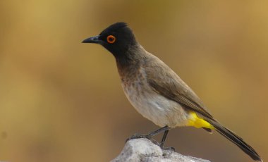 Siyah başlı meringops Bulbul 'un seçici odak noktası.