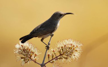 Bir kuşun yakın plan çekimi.