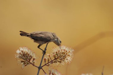 Güzel bir kuşun yakın çekimi.