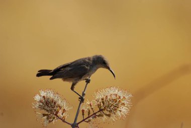 Doğadaki güzel kuşun manzarası