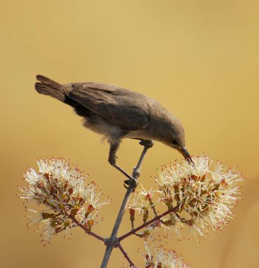 Güzel bir kuşun yakın çekimi.