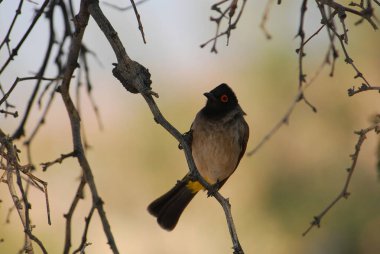 Ormanda bir daldaki kuş.