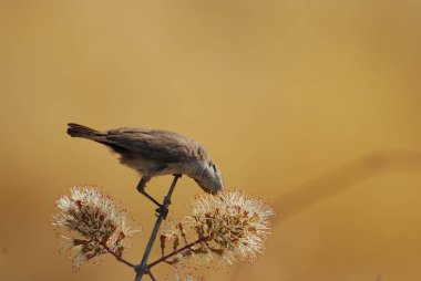 Ağaçtaki güzel kuş