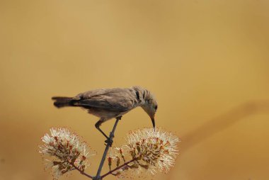 Güzel botanik fotoğrafı, doğal duvar kağıdı.