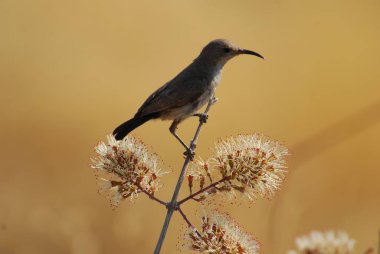 Doğadaki güzel kuş