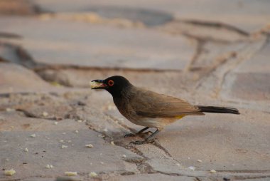 siyah - kuyruklu kuş, sarı - kırmızı - sırt bulbul, pypyononus