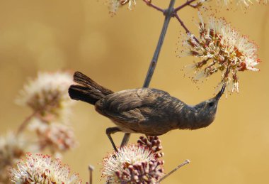 Siyah karides (lanius rio terio )