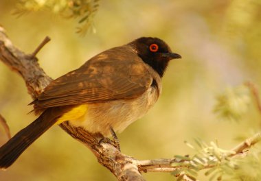 Doğa habitatında manzara kuşu