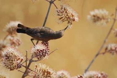Bir ağacın dalında bir kuş oturuyor..