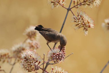 Ağaçtaki güzel kuş
