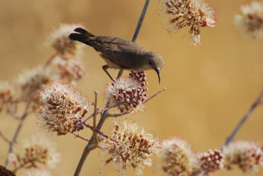Güzel bir kuşun yakın çekimi.
