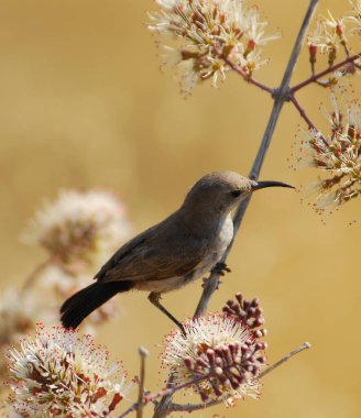 Doğadaki güzel kuş