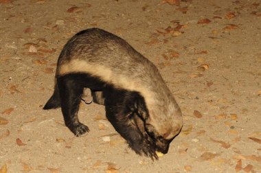 Hayvanat bahçesindeki bir köpeğin yakın plan fotoğrafı.
