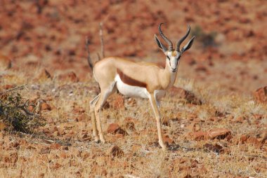 Ormanda güzel beyaz bir geyik