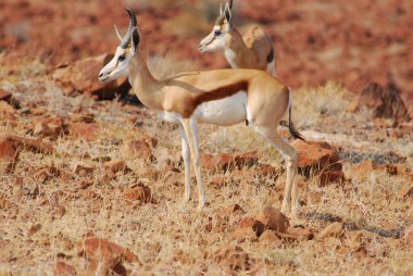 Kırmızı - rupiderurupii rui rui rui rui - rui rui rui, rui rupii