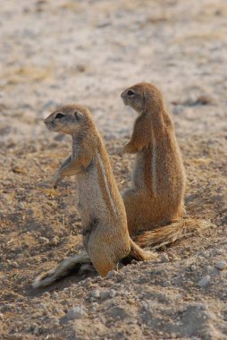 Yere serilmiş bir mirketin yakın çekimi.